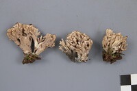 Clavulina coralloides image